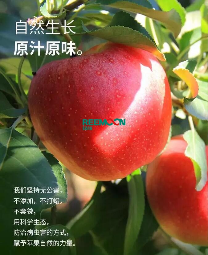 昭通蘋果：依靠短根莖種植和數(shù)字分揀技術(shù)帶動蘋果產(chǎn)業(yè)標(biāo)準(zhǔn)化在推動蘋果產(chǎn)業(yè)發(fā)展的過程中，昭通始終把加強(qiáng)企業(yè)領(lǐng)導(dǎo)力作為一個有力的切入點(diǎn)。為此，引進(jìn)陜西海生、SDIC中路、一寶、華師天農(nóng)等30多家企業(yè)，打造冷鏈物流市場，對蘋果進(jìn)行深加工，建立物聯(lián)網(wǎng)和大數(shù)據(jù)聯(lián)合應(yīng)用平臺，追蹤蘋果生產(chǎn)全過程。已成為華南地區(qū)最