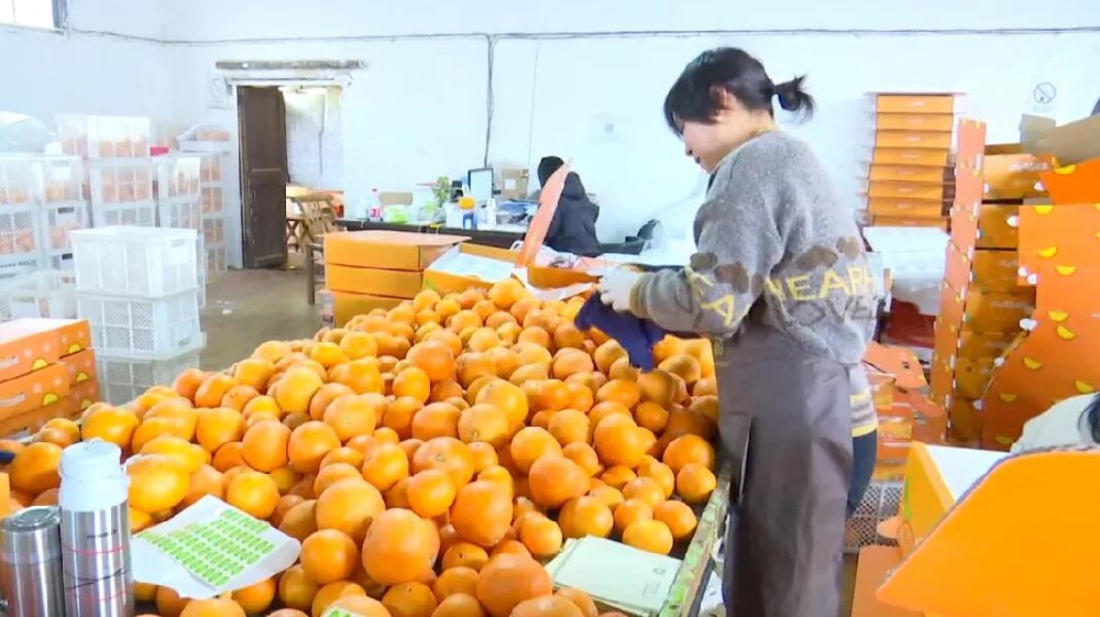 水果分選，提高效益！浙江溫嶺建成首條水果無損檢測分級流水線 眼下正是柑橘名果“紅美人”大批量上市期。這幾日，東浦農(nóng)業(yè)開發(fā)有限公司東浦現(xiàn)代農(nóng)業(yè)產(chǎn)品中心正在調(diào)試我市首條水果無損檢測分級流水線。該流水線不僅能區(qū)分果實大小、輕重，還能通過激光、紅外光譜，分辨出果實有無擦傷等瑕疵