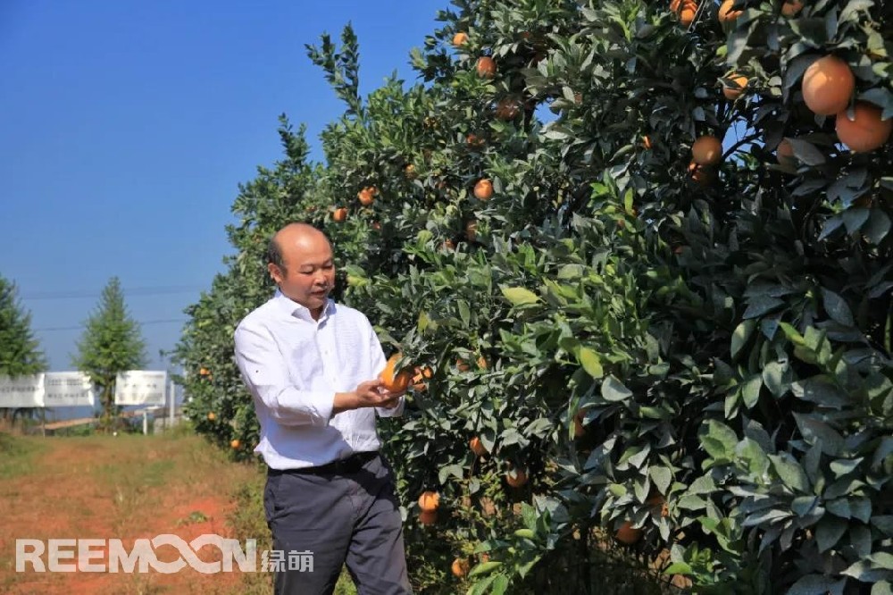 江西綠萌科技控股有限公司董事長朱壹我是第3次造訪綠萌位于江西省信豐縣大阿鎮(zhèn)的現(xiàn)代農(nóng)業(yè)科技示范基地。與前幾次來的時間不同，這趟過來恰逢果實成熟期。我們品嘗了幾個品種，口感都非常好。尤其是我最愛的“雞尾葡萄柚”，糖度普遍在13%以上，風味令人記憶深刻?！艾F(xiàn)在除了臍橙和‘雞尾葡萄柚’，還有其他適合的品種