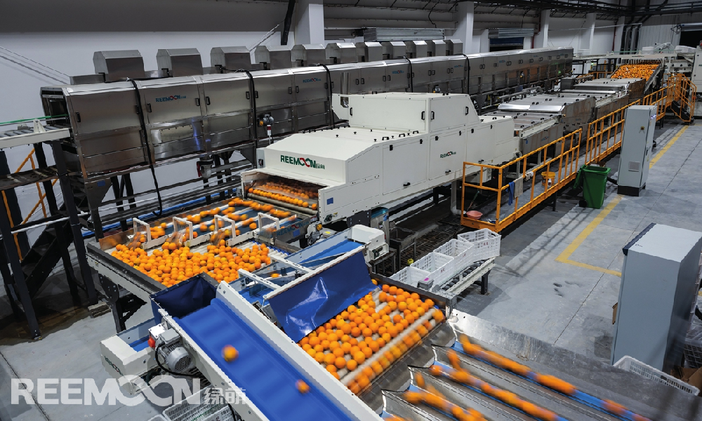 Partof the smart production line involving washing, drying, and sorting oranges in Zigui county, Yichang in Central China's Hubei Province Photo: Chen Tao/GTWhen you place an order on popular e-commerce platforms, farmers in Zigui county, Yichang, Central China's Hubei Province, swiftl